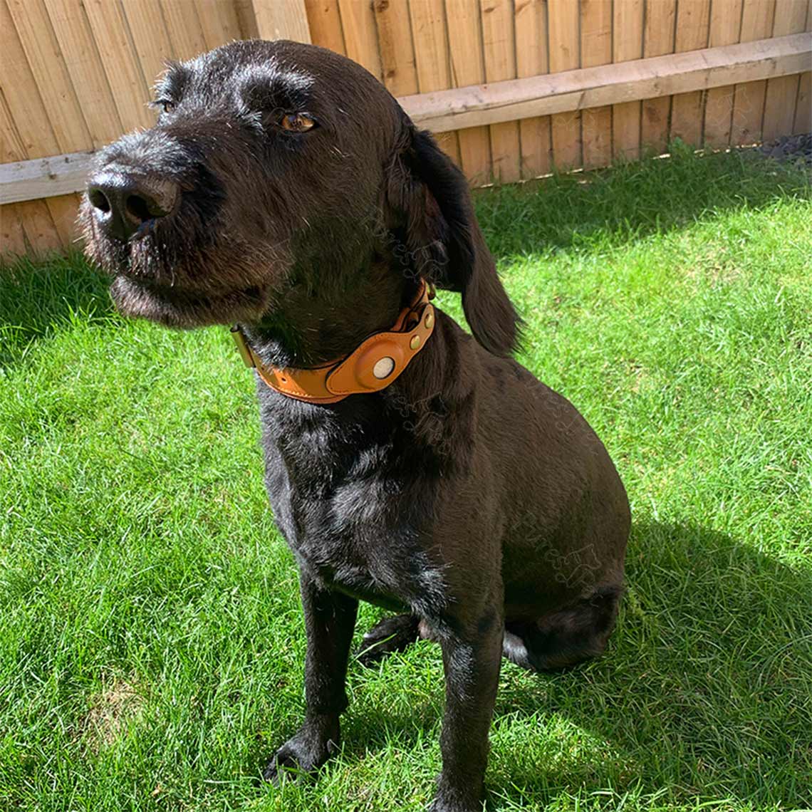 CUCUBIRD Genuine Leather Airtag Dog Collar and Leash Set  